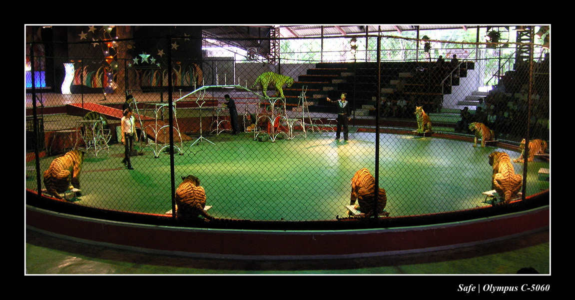 2004 - 08 - Tiger park 4.JPG